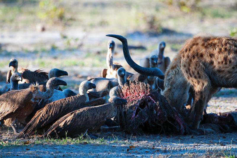 20090617_175956 D300 (1) X1.jpg - Hyena Feeding Frenzy, Part 2.  The vultures are finally ignoring the hyena and starting to feed intermittently.